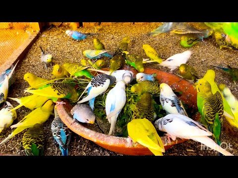 Australian Beautiful birds Aviary video | Budgie Parakeets video 
