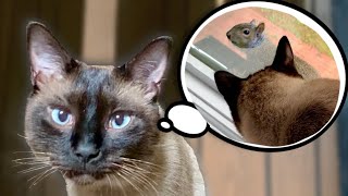 The Squirrel Mocks Me. | Simon the Siamese Cat #shorts