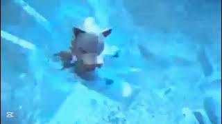 Teletoon Latinoamerica - Legend Of Chima Promo 2014