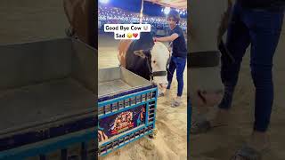 Alvida Cow Foryou #cow #eiduladha #ytshorts #youtubeshorts #dalfacattleshow #youtubeshorts