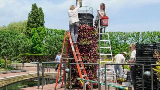 Planting the Bromeliad Towers for Brazil in the Garden