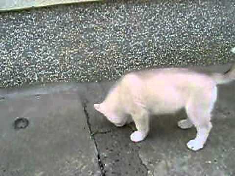 camera iphone 8 plus apk MOV07462