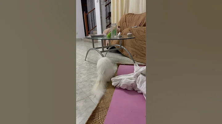 Video 10688841: persian kitten cats catlover, persian catlover kitten cute, persian cat kitten playing