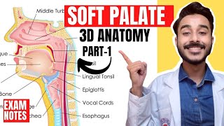 Soft Palate Anatomy 3D | muscles of soft palate anatomy | anatomy of soft palate muscles screenshot 3