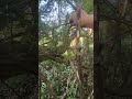 Sasquatch structure or nature?  How to tell the difference, (#8) Pt. 3 of 3