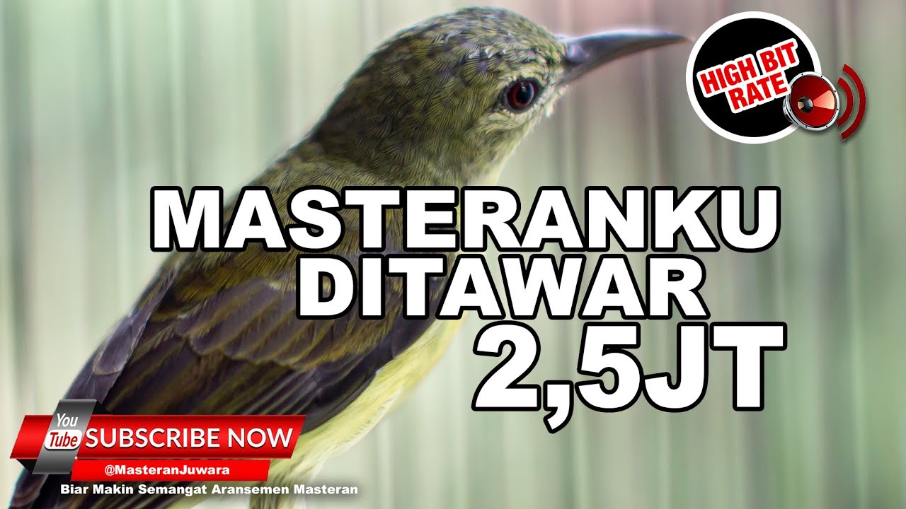 🔴 Masteran Kolibri Kelapa Betina Gacor Nrecet Panjang Keras TAJAM❗️