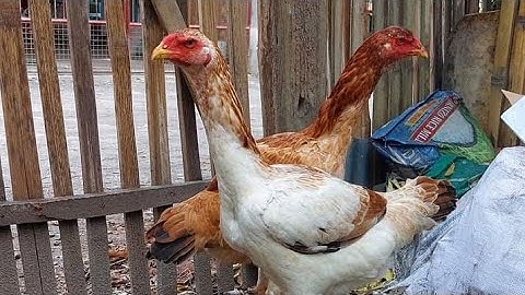 qaib thaib and qaib phab mab farming in cianjur west of java, manok farming in small village