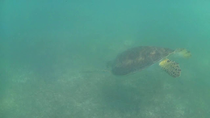 Svømmer med havskildpadder