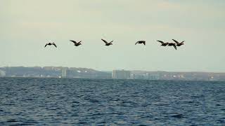 Waterfowl Species of the Pacific Flyway