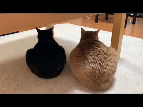 クスっと笑えるひのき猫短編集 Part15