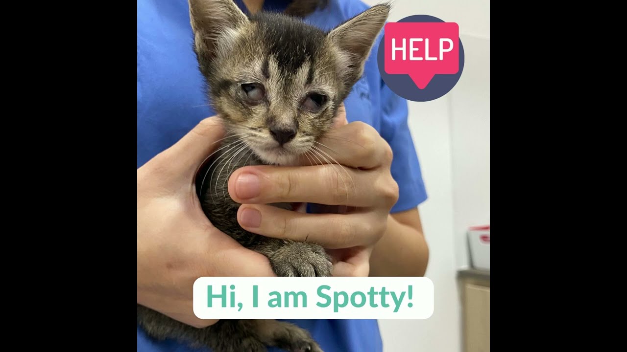 Will you please help these kittens with severe cat flu? YouTube