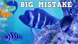 Don't Make These Mistakes! 10 Most Common Fish Keeping Mistakes! Aquarium Mistakes!
