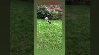 Boston Terrier having the Zoomies! - (FUNNY MOMENTS - DOGS)