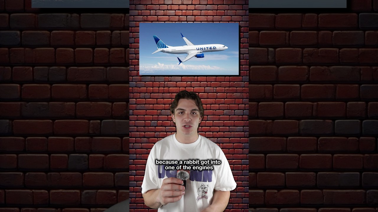 Rabbit takes a FLIGHT - YouTube