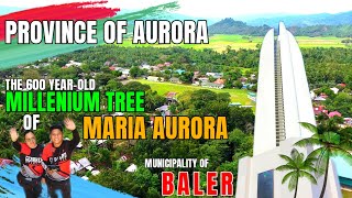 PART 3 | BAYAN NG BALER & THE 600 YEAR-OLD MILLENIUM TREE OF MARIA AURORA