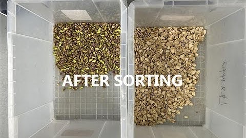 Pistachio color sorter sorting kernel and shell