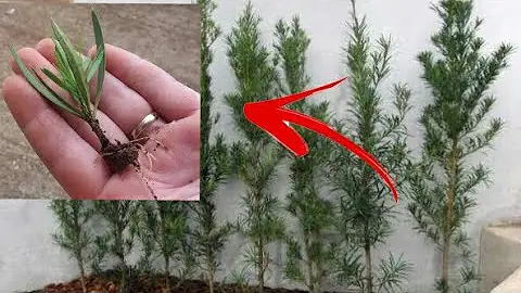 Como fazer uma muda de podocarpo?