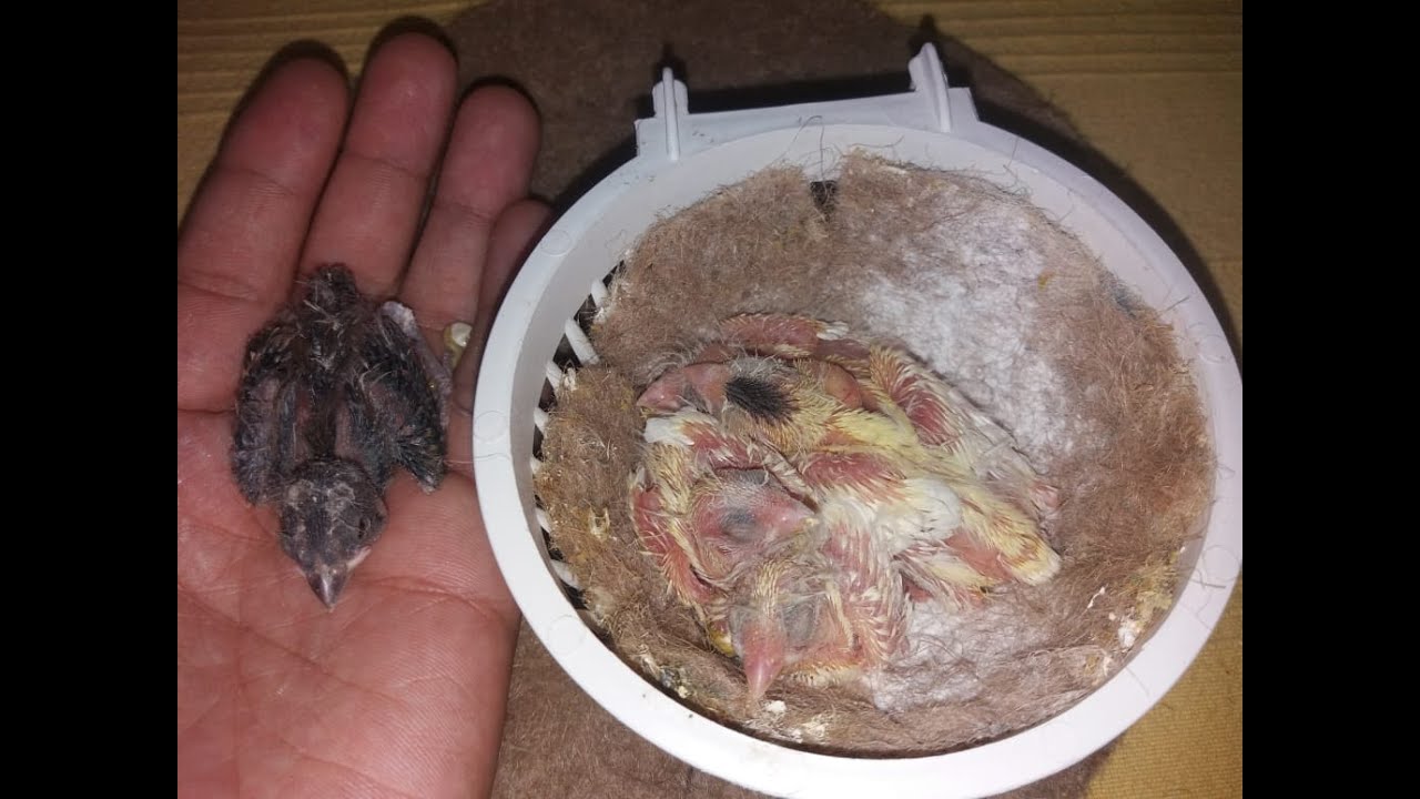 الوقت المناسب لتغيير عش فراخ الكناري بعد فقس البيض