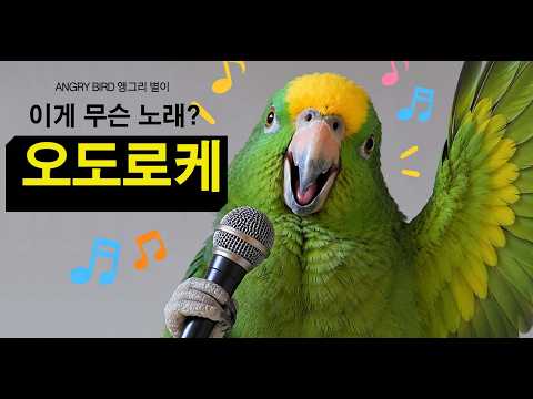 별이 노래 신곡~ 노도로케! 노래하는 앵무새 / 막말 / 앵무새가 개콘보다 더 웃기다!! / 사람과 대화 가능앵무새 / ANGRY BIRD