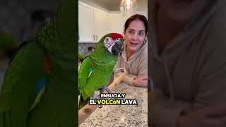 Este Chiste del Loro Te Hará Reír SÍ o SÍ 😂🦜🌋