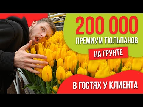 Выгонка 200 000 премиум тюльпанов на грунте в Новосибирске. Опыт наших клиентов.