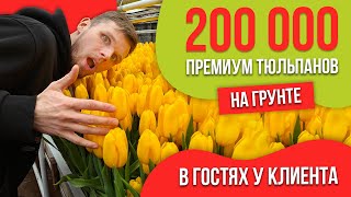 Выгонка 200 000 премиум тюльпанов на грунте в Новосибирске. Опыт наших клиентов.