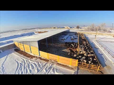 Строительство открытых фидлотов (откормочных площадок) для содержания телок и бычков на откорме