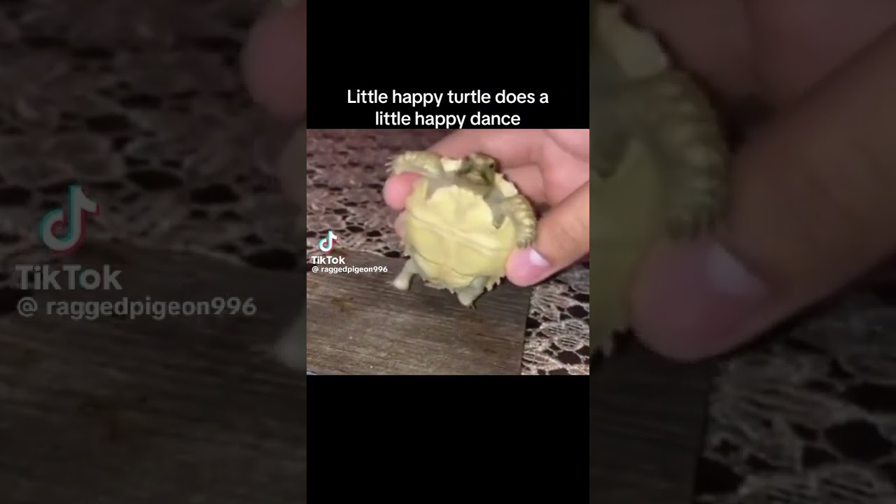 Happy little turtle dance support this turtle 