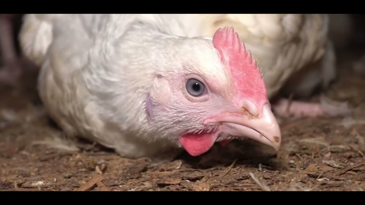 Naturens stemmer - Kyllingen. Herlev Gymnasium & HF