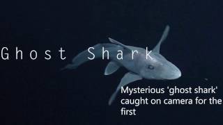 Ghost Shark