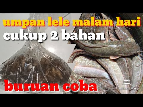 Racikan umpan ikan lele harian baru tebar malam hari