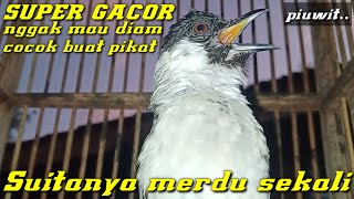 burung kutilang super gacor nggak mau diam suitannya merdu sekali