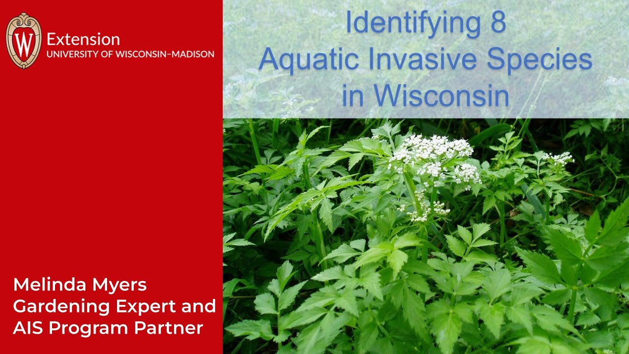 Identifying Eight Invasive Aquatic Plants In Wisconsin YouTube Identifying Eight Invasive Aquatic Plants In Wisconsin YouTube