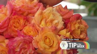 Sanders Nursery Tip of the Week #6 - Rose Week in Broken Arrow