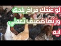 عندك فراخ بلدى وزنها ضعيف وعايزة تسمنيها من غير علف ومن غير تكاليف تعالى اقولك ازاى تحولى فراخك 