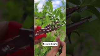 Small tool. Big farming power #PruningShears#GardenTools #viral #facts #plants #shortvideo
