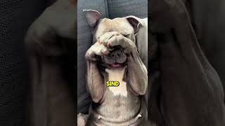 Der Verdammte Steffi