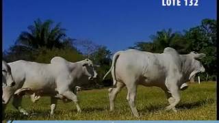 LOTE 132
