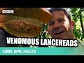 This snake has SUPER TOXIC VENOM that's deadly to humans! 🐍⚠️ | Deadly 60 | CBBC Epic Facts