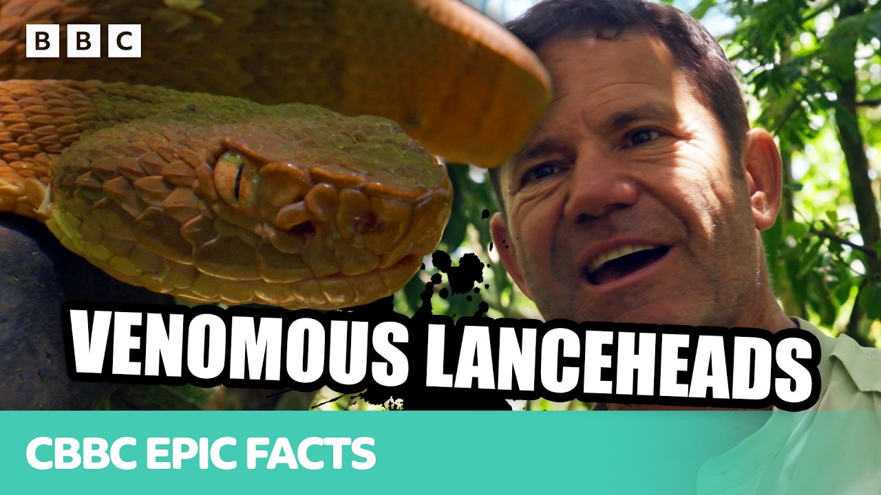 This snake has SUPER TOXIC VENOM that's deadly to humans