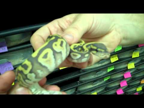 Hypo ball python - A cool morph to work with