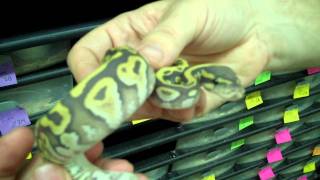 Famous Hypo ball python - A cool morph to work with Wealth