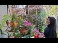 Cara Membuat Pupuk Organik untuk Anggrek | Lengkap dengan Tahapan &amp; Penjelasan 🌿🌸