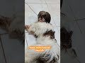 Melzinha arteira #pets #petsfofinhos