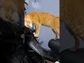 Toro want to drive a motorbike 😂😂 #cute #cat #animals #kitten #pets #petlover