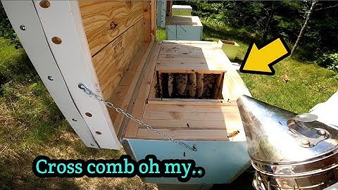 Bee hive inspection | I got ATTACTED and found cross comb