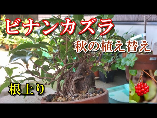 美男葛 秋の植え替え】根上り ビナンカズラ植え替えと針金掛け - YouTube