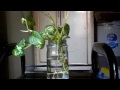 How to grow money plant in water urduhindi