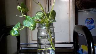 How To Grow Money Plant In Water (urdu/hindi)