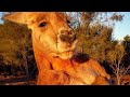 Kangaroo Attack People : Top 11 Kangaroo Attack Human In 2020 | Wild Kangaroo